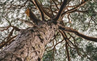 decenios medio ambiente