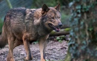 curso conservación fauna