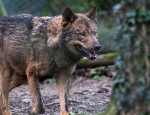 Actualización del Curso de Gestión y Conservación de Fauna