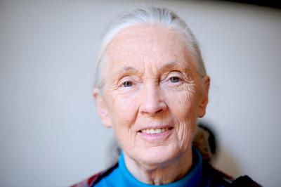 Jane Goodall referente educacion ambiental