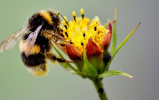 Servicios ecosistémicos y su aplicación en empresa