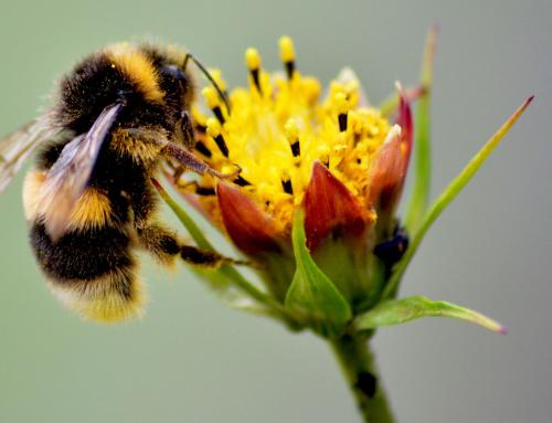 Ampliamos nuestro catálogo formativo con el nuevo curso de “Servicios ecosistémicos y su aplicación en empresa”