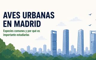 aves urbanas en madrid