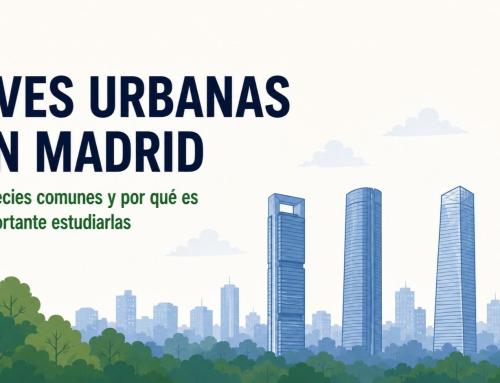 Aves urbanas en Madrid: especies comunes y por qué es importante estudiarlas