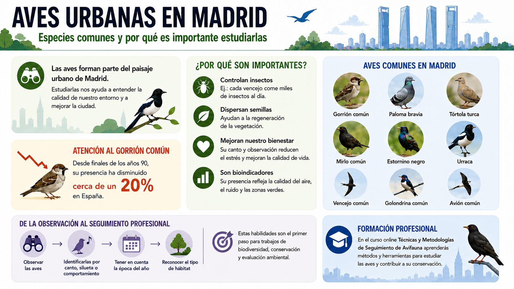 infografía aves urbanas en madrid
