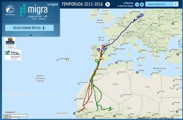 rutas migratorias. turismo ornitologico